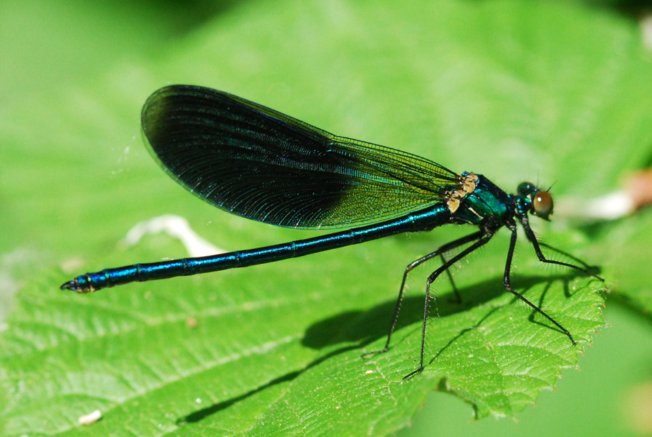 calopteryx splendens.